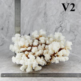 Brownstem Coral 10-12"