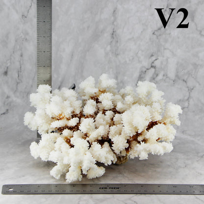 Brownstem Coral 10-12"