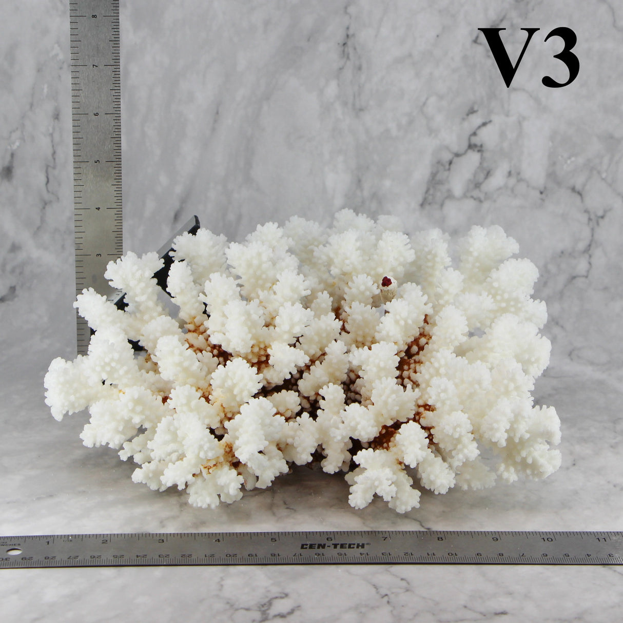Brownstem Coral 10-12"