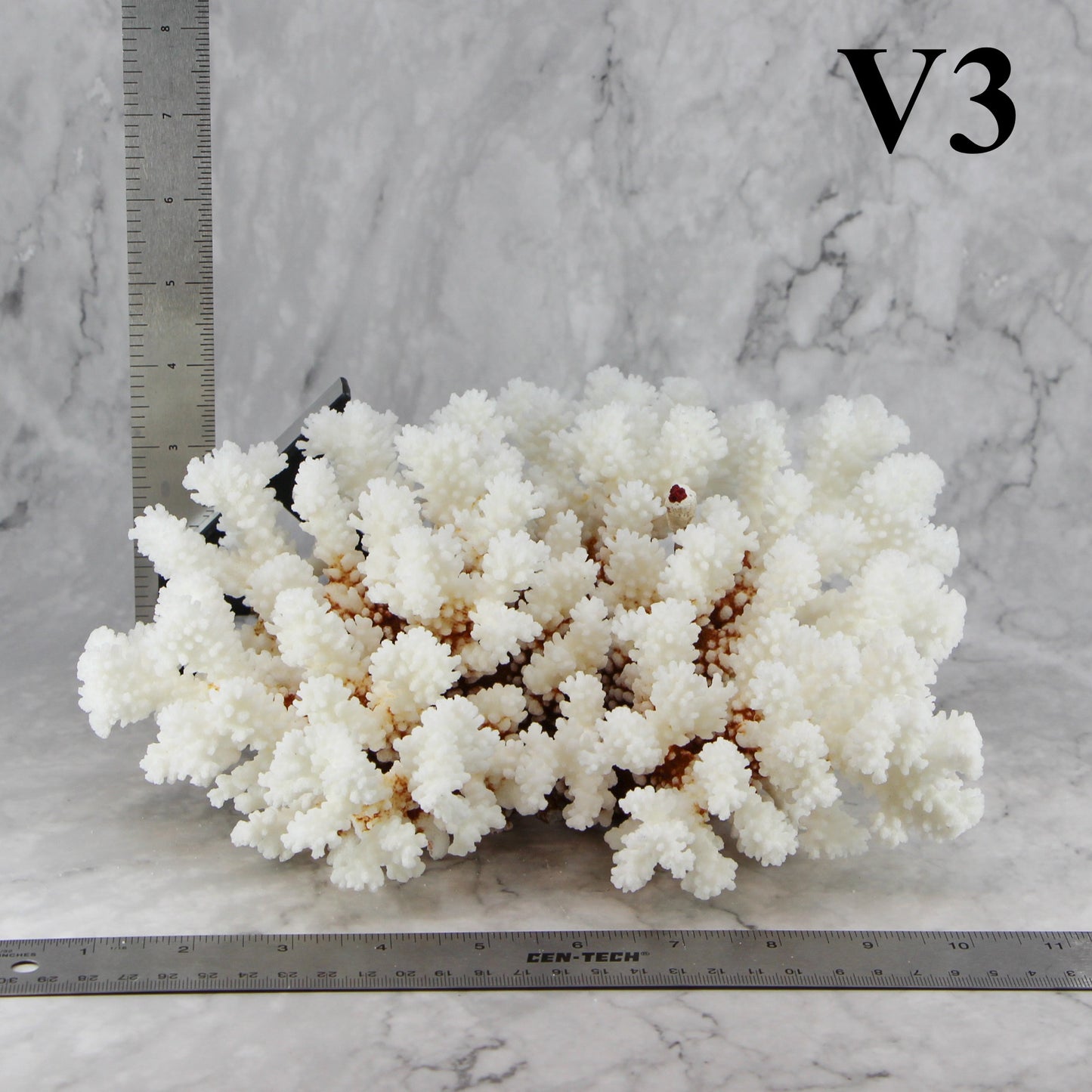 Brownstem Coral 10-12"