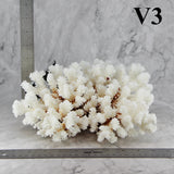 Brownstem Coral 10-12"