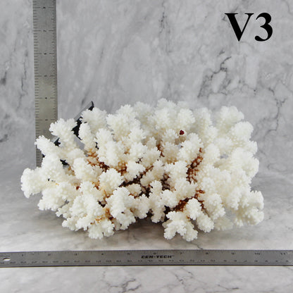 Brownstem Coral 10-12"