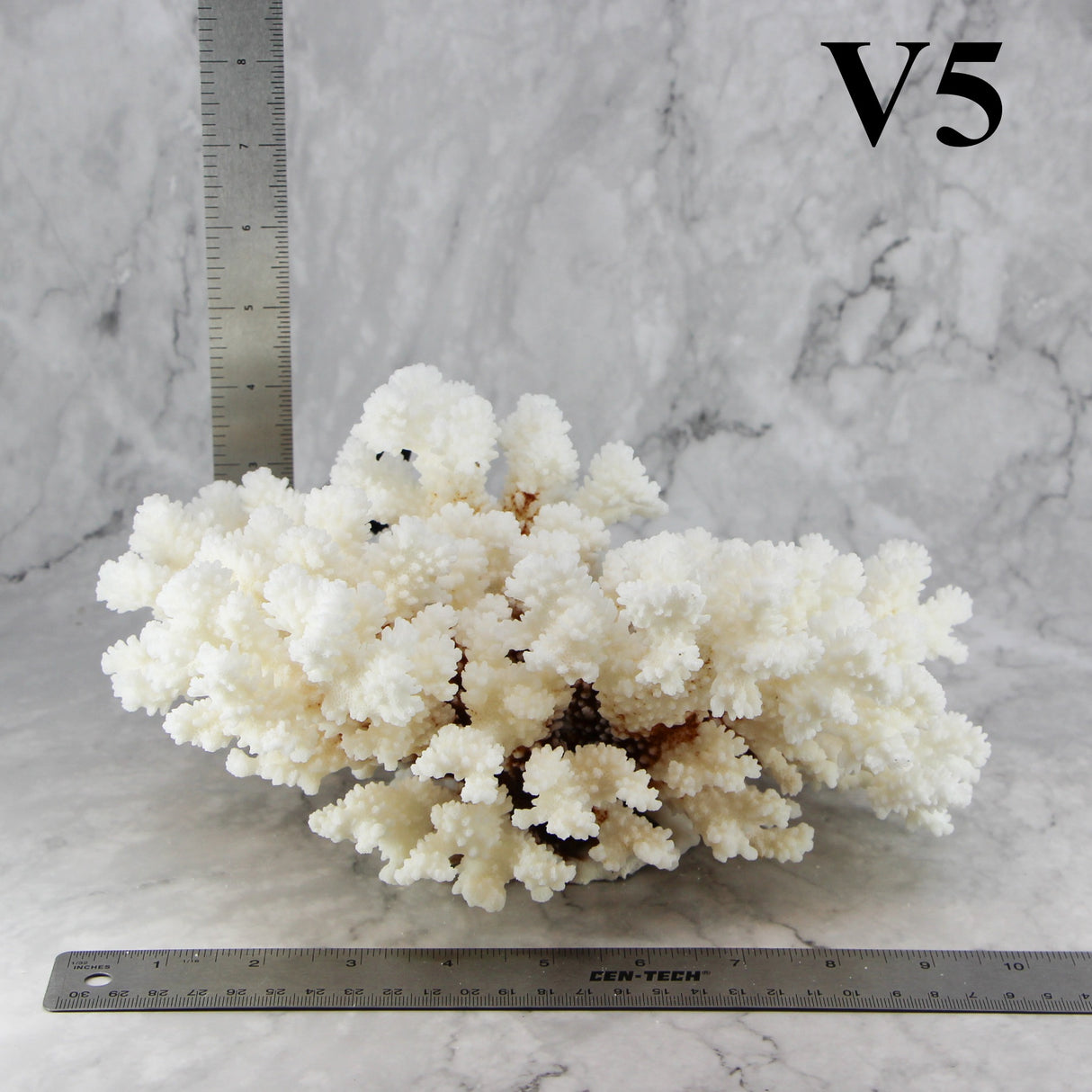 Brownstem Coral 10-12"