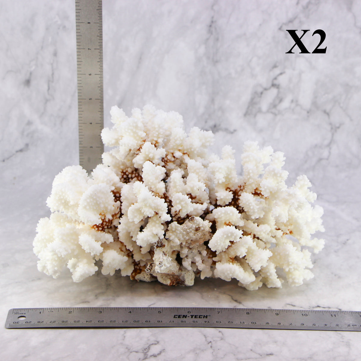 Brownstem Coral 10-12"