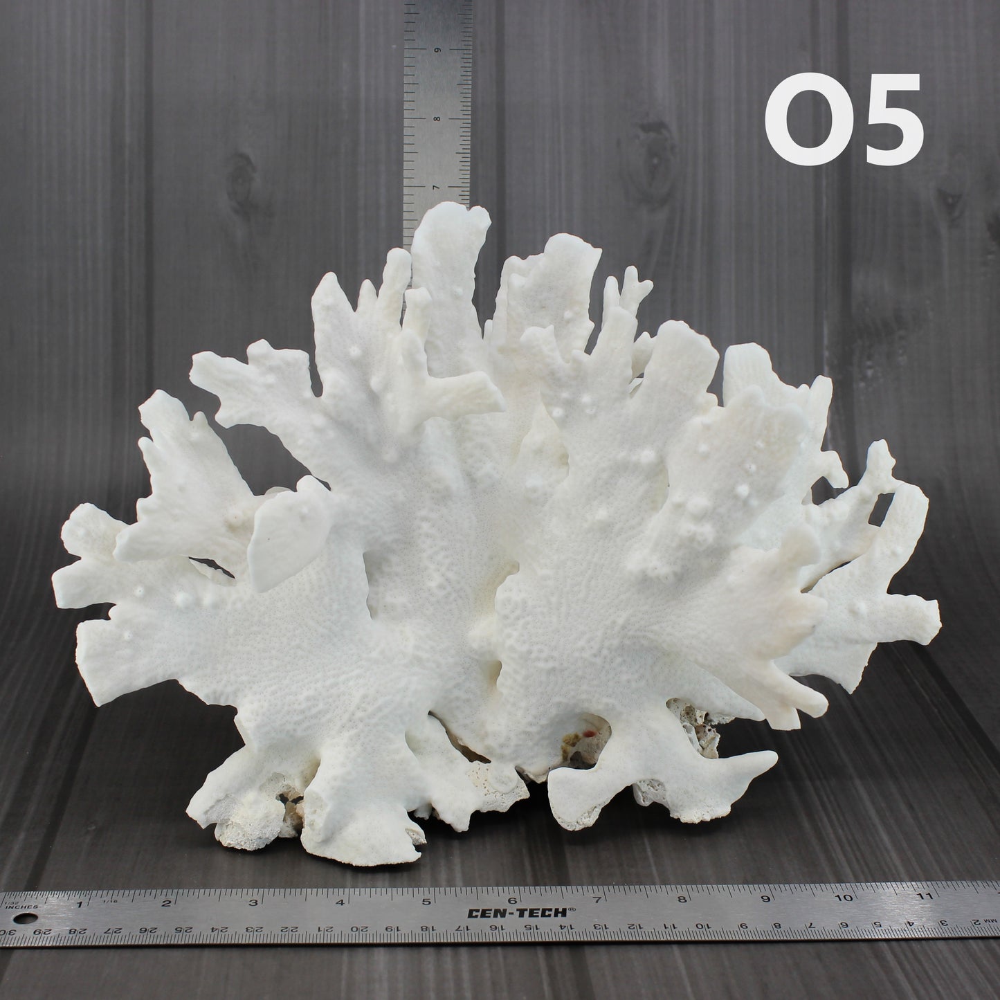 Cactus Coral 10-12"