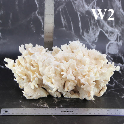 Cactus Coral 10-12"