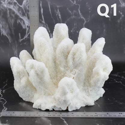 Catspaw Coral 10-12"