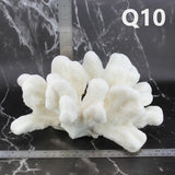 Catspaw Coral 10-12"