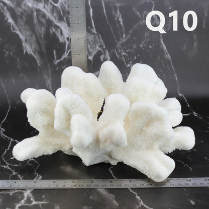 Catspaw Coral 10-12"
