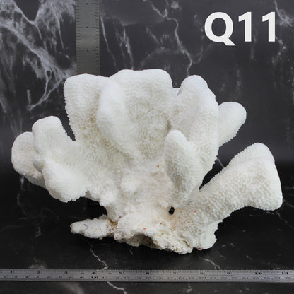 Catspaw Coral 10-12"
