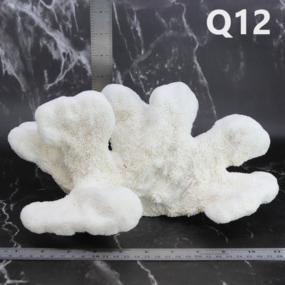 Catspaw Coral 10-12"