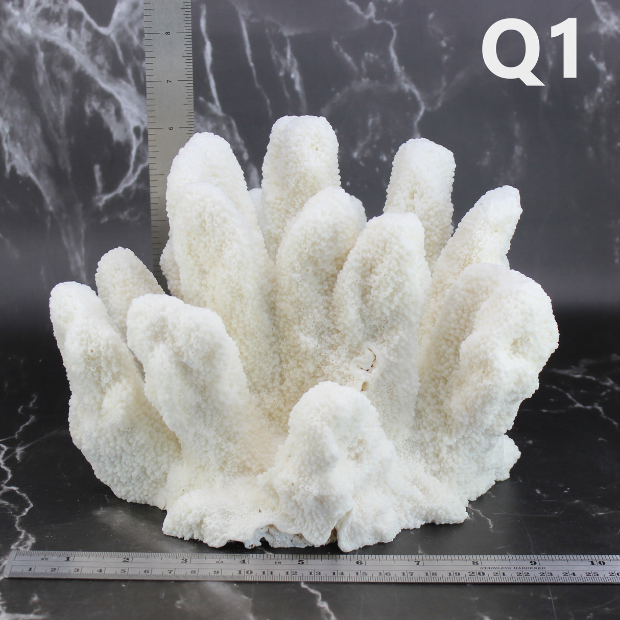Catspaw Coral 10-12"