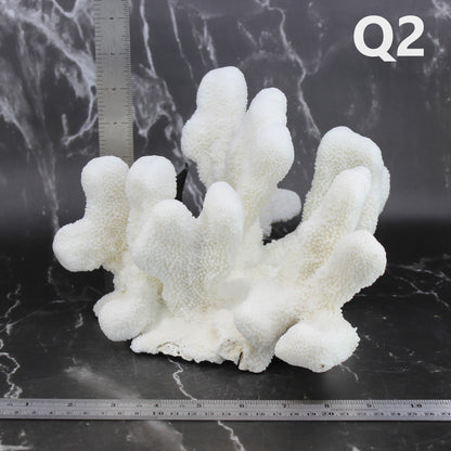 Catspaw Coral 10-12"