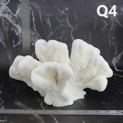 Catspaw Coral 10-12"