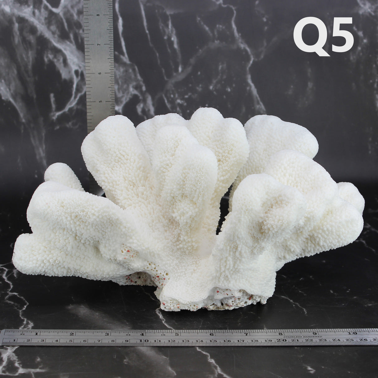Catspaw Coral 10-12"