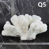 Catspaw Coral 10-12"