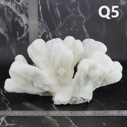 Catspaw Coral 10-12"