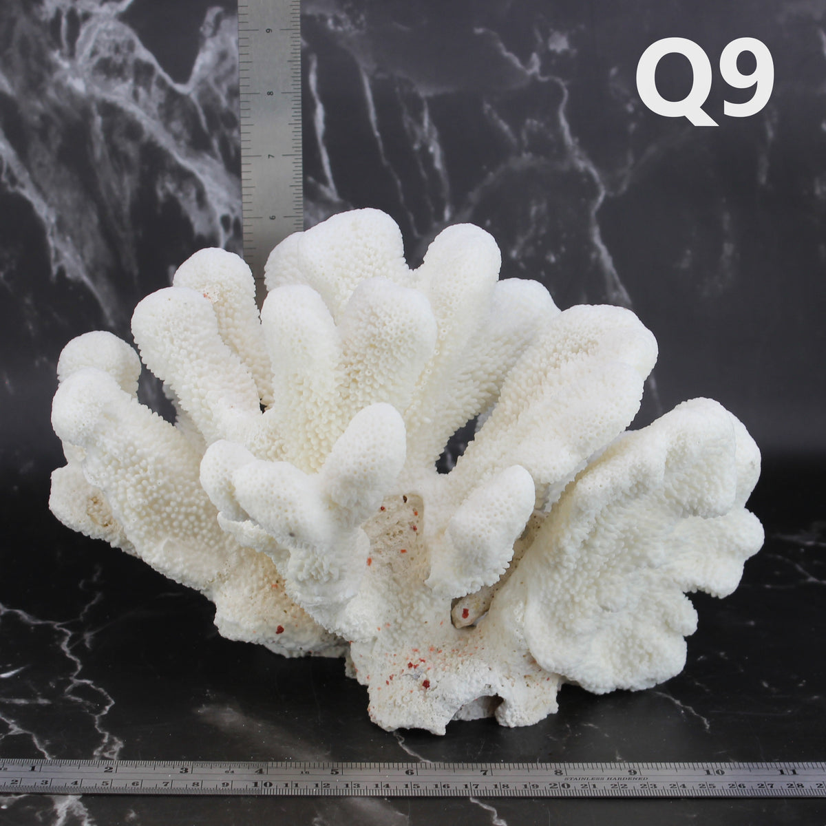 Catspaw Coral 10-12"