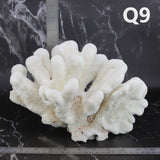 Catspaw Coral 10-12"