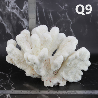 Catspaw Coral 10-12"