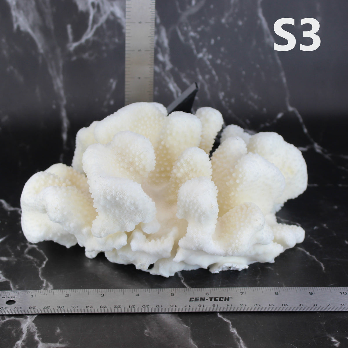 Cauliflower Coral 10-12"