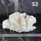 Cauliflower Coral 10-12"