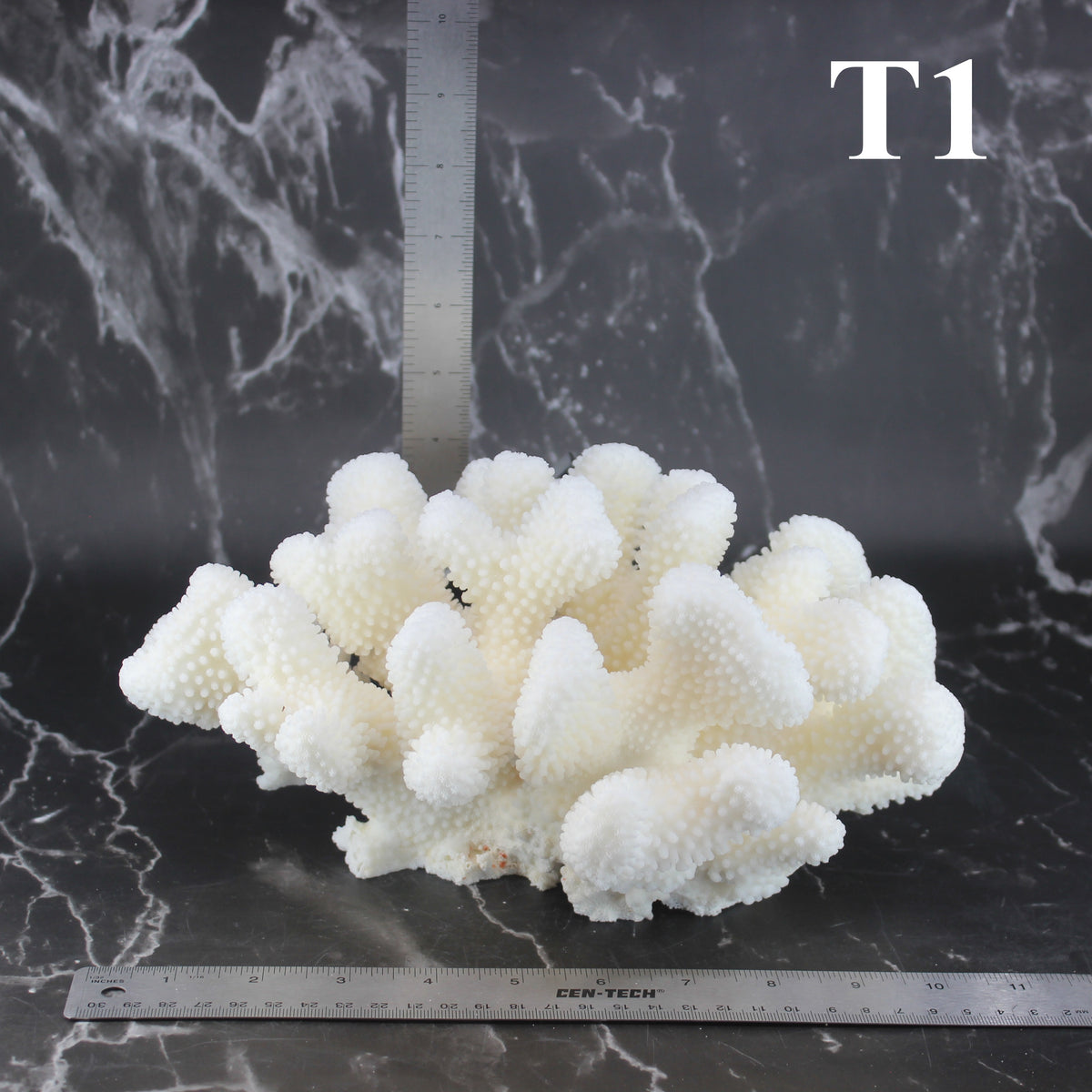 Cauliflower Coral 10-12"