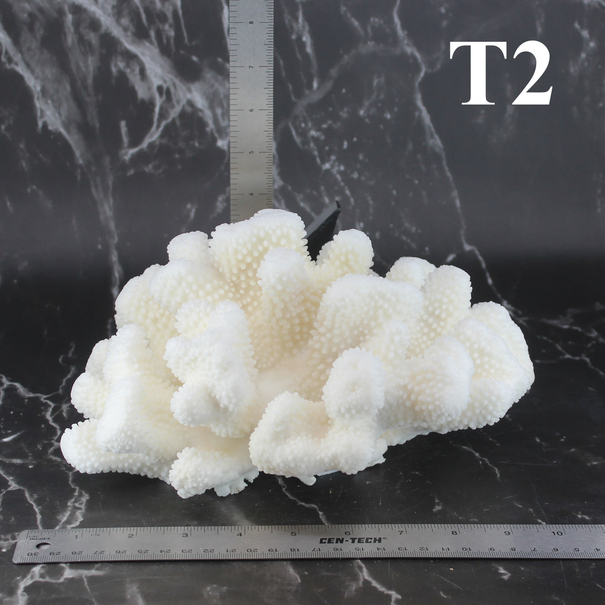 Cauliflower Coral 10-12"