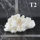 Cauliflower Coral 10-12"