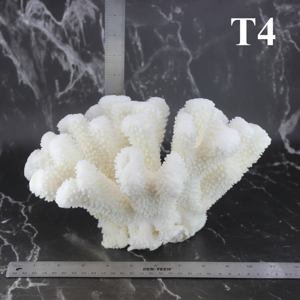 Cauliflower Coral 10-12"