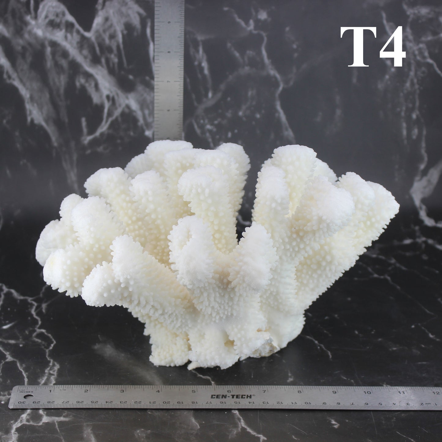 Cauliflower Coral 10-12"