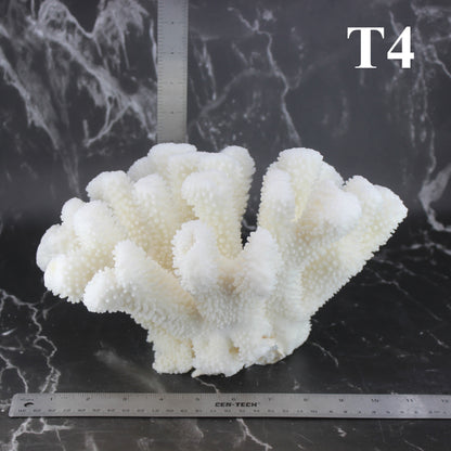 Cauliflower Coral 10-12"