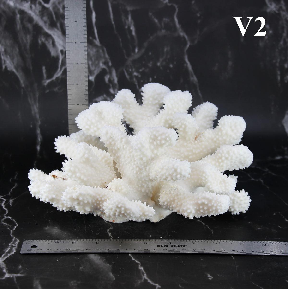 Cauliflower Coral 10-12"