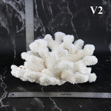 Cauliflower Coral 10-12"