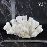 Cauliflower Coral 10-12"