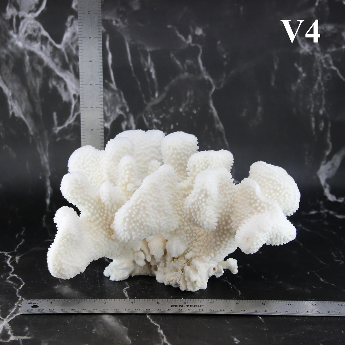 Cauliflower Coral 10-12"