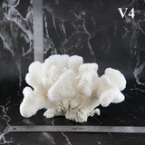 Cauliflower Coral 10-12"