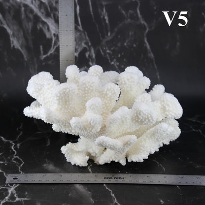 Cauliflower Coral 10-12"