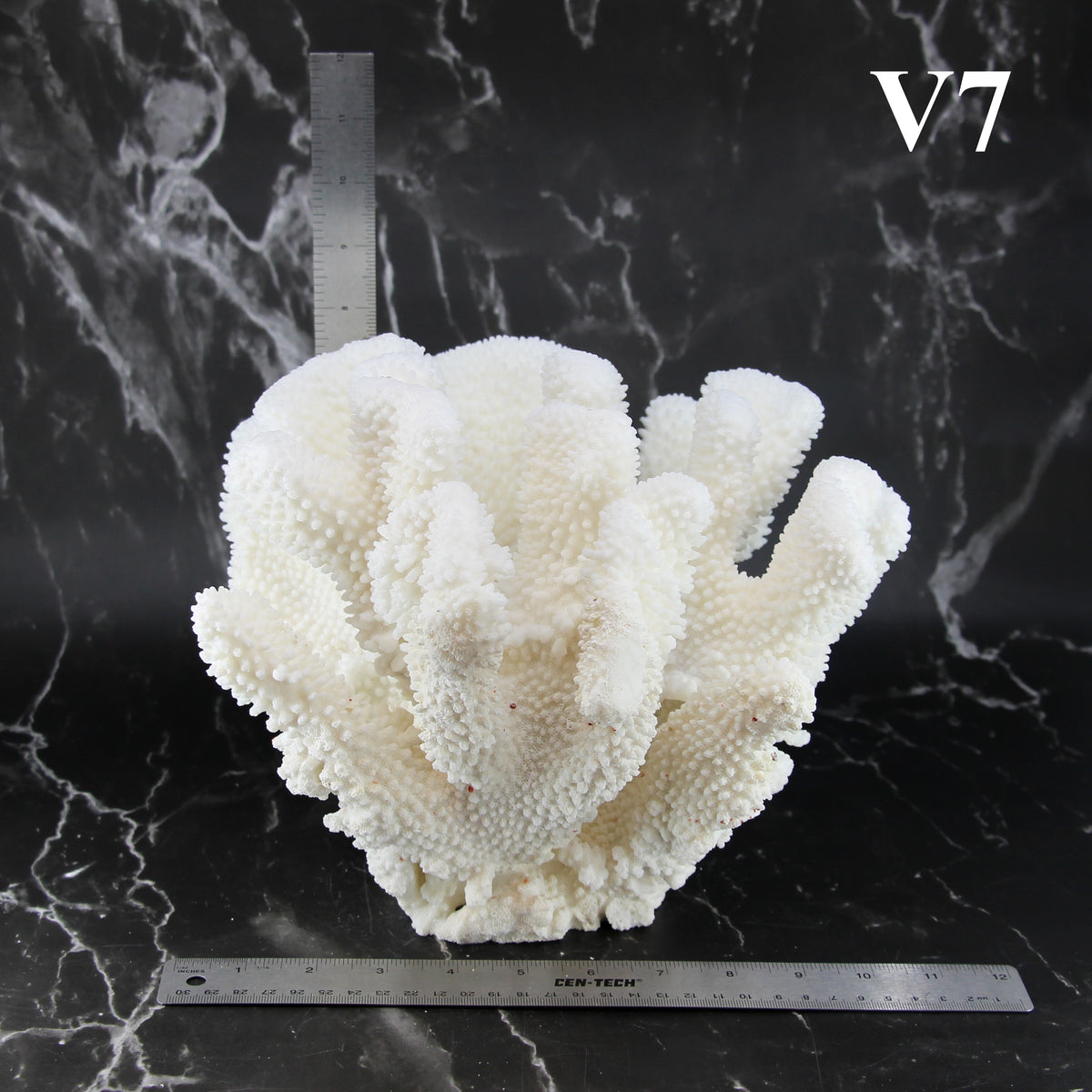 Cauliflower Coral 10-12"