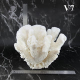 Cauliflower Coral 10-12"