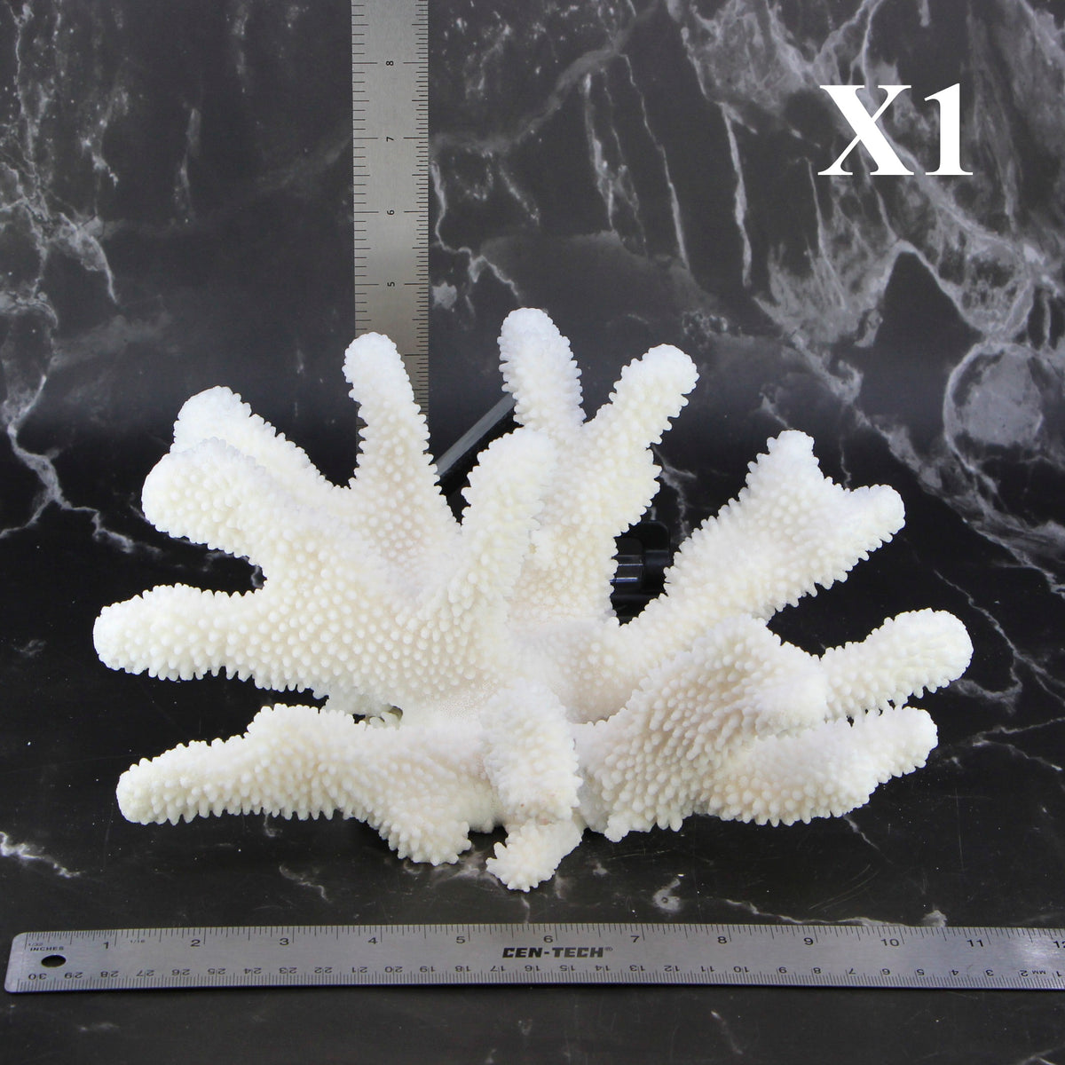Cauliflower Coral 10-12"