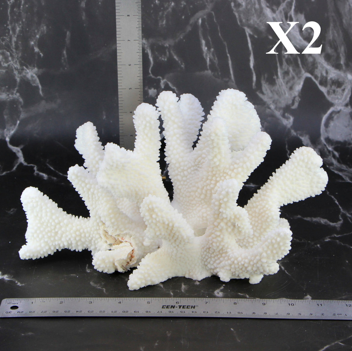 Cauliflower Coral 10-12"