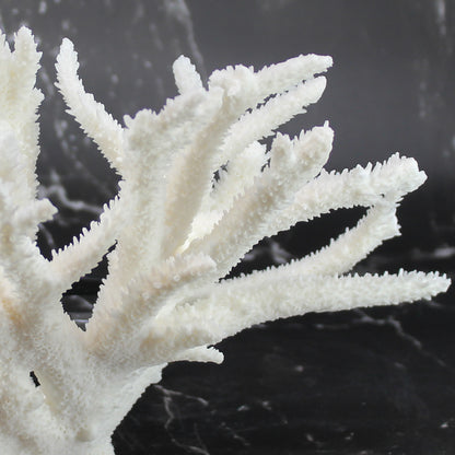 Staghorn Coral 10-12"