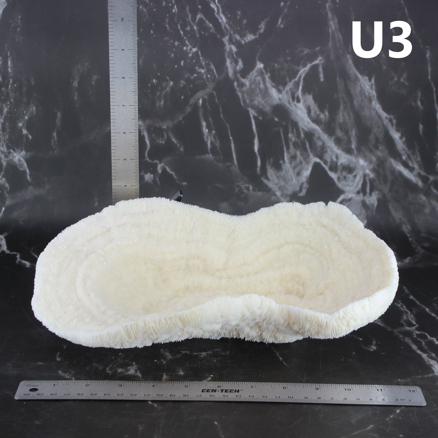 Coral Bowl 10-12"