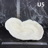 Coral Bowl 10-12"
