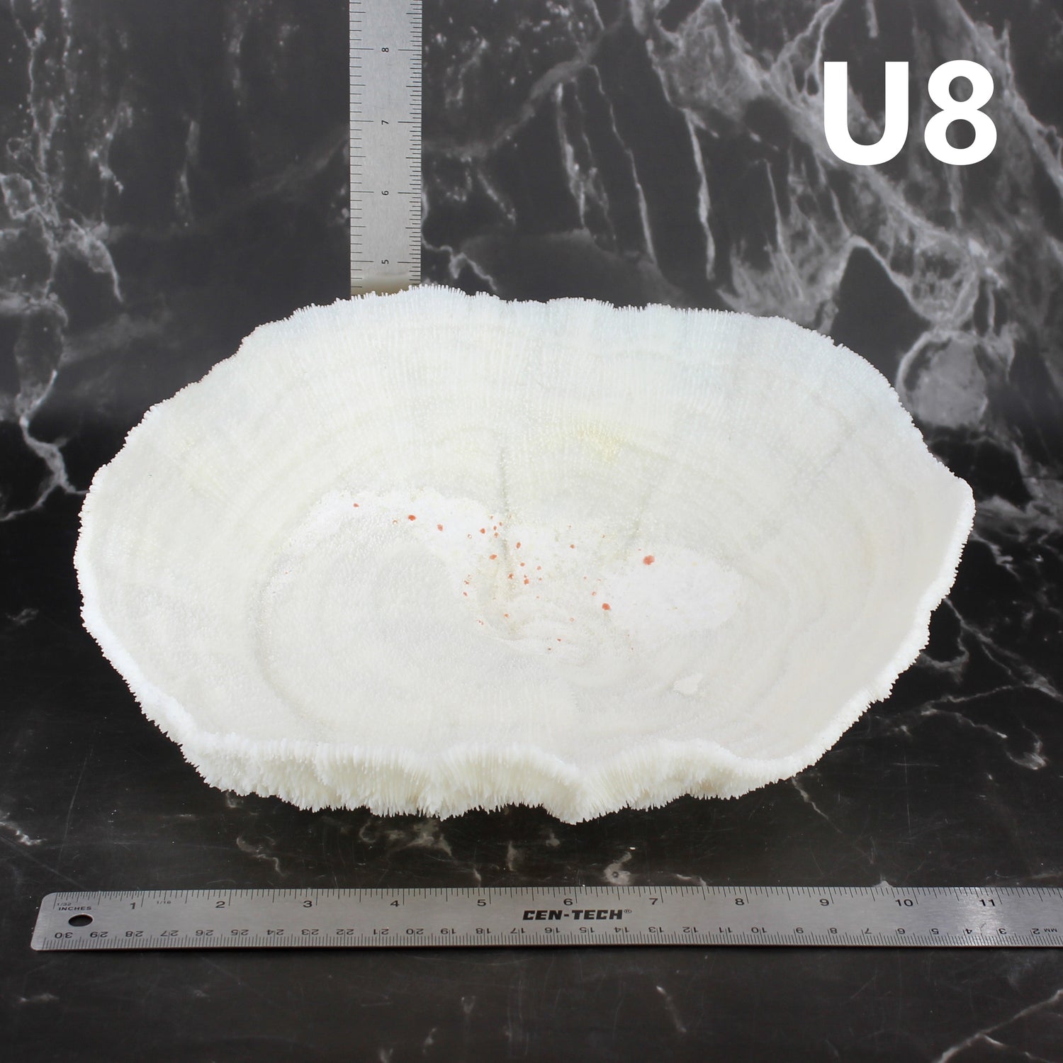 Coral Bowl 10-12"