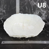 Coral Bowl 10-12"