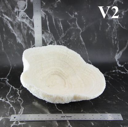 Coral Bowl 10-12"