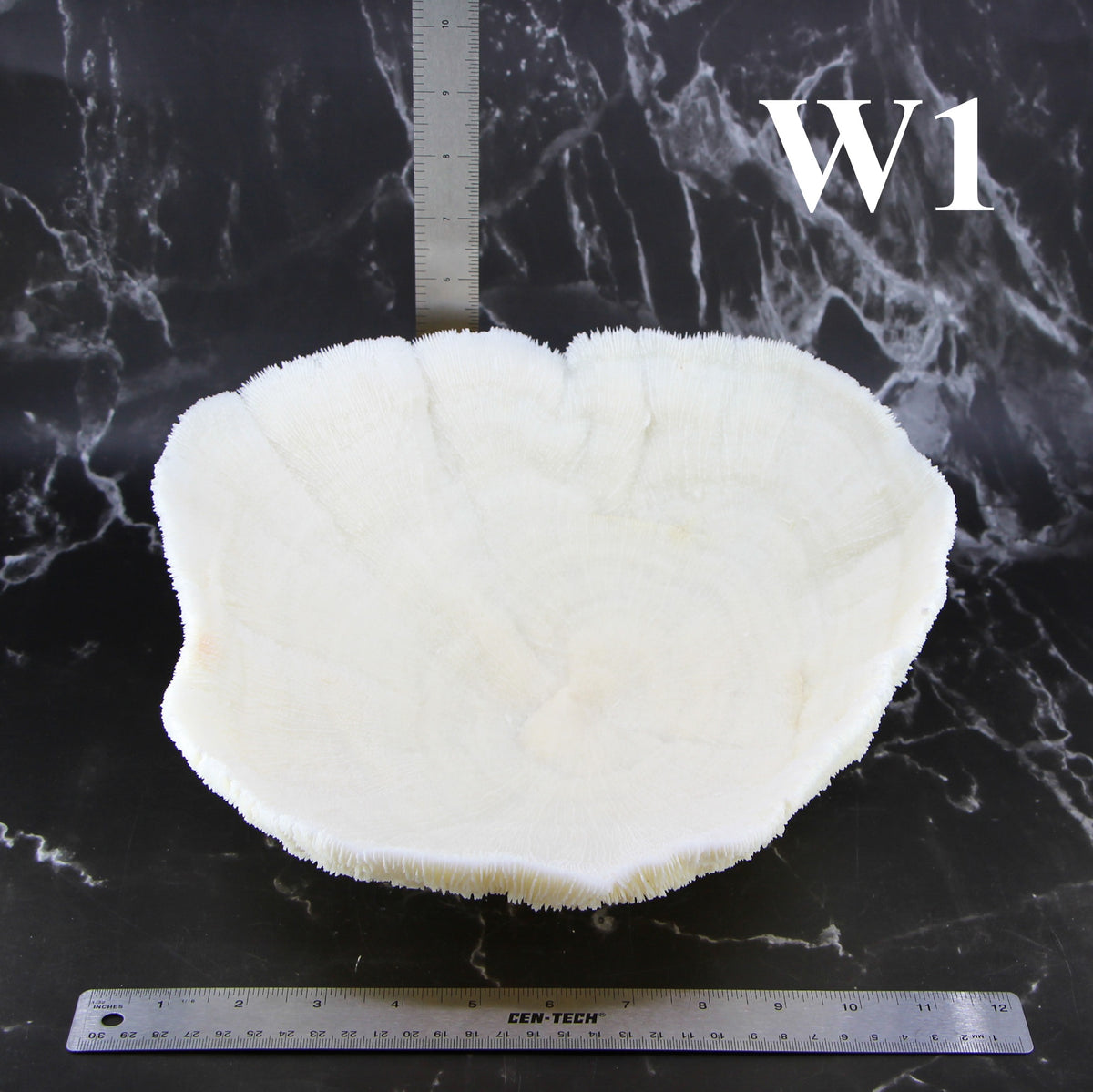 Coral Bowl 10-12"