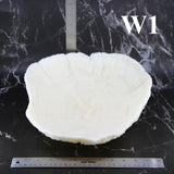 Coral Bowl 10-12"
